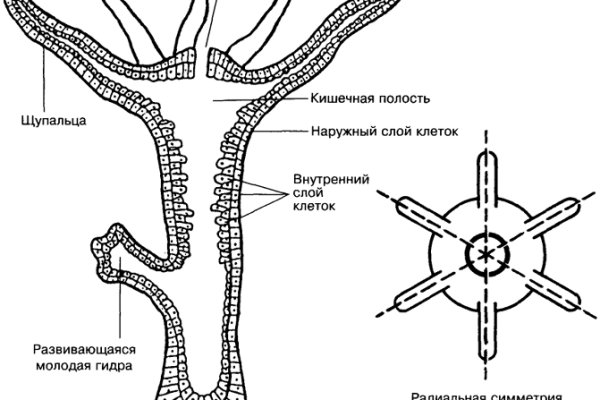 Сайт kraken в tor